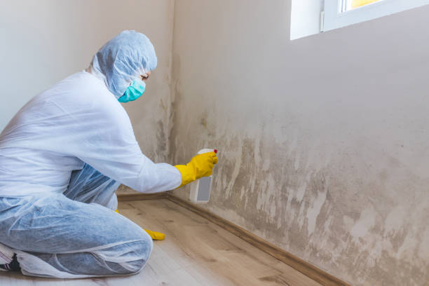 Licensed Commercial Mold Remediation service in Augusta, MI - WQB Mold Removal