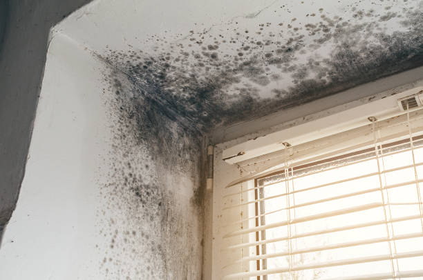Affordable Commercial Mold Remediation solutions in Augusta, MI