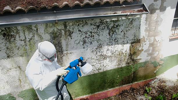 Top rated local Commercial Mold Remediation specialists in Augusta, MI